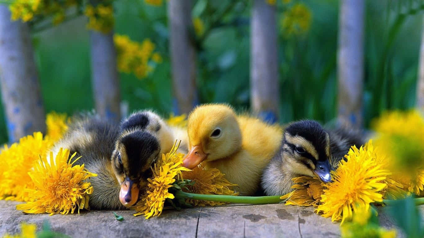 An Adorable Cute Duck Wallpaper