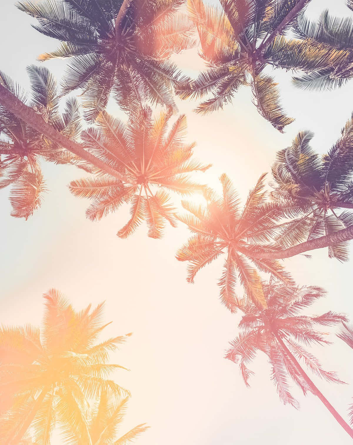 An Adorable Palm Tree Adds A Tropical Flare To Your Décor Wallpaper