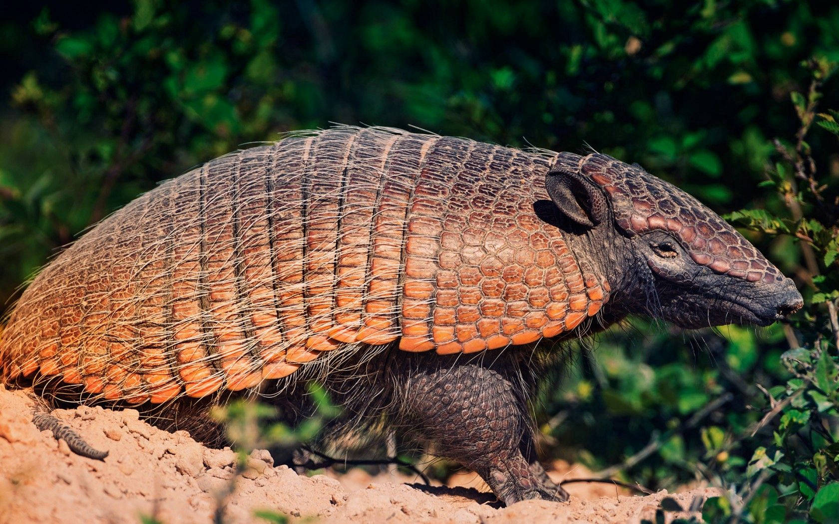 An Adorable South American Armadillo Wallpaper