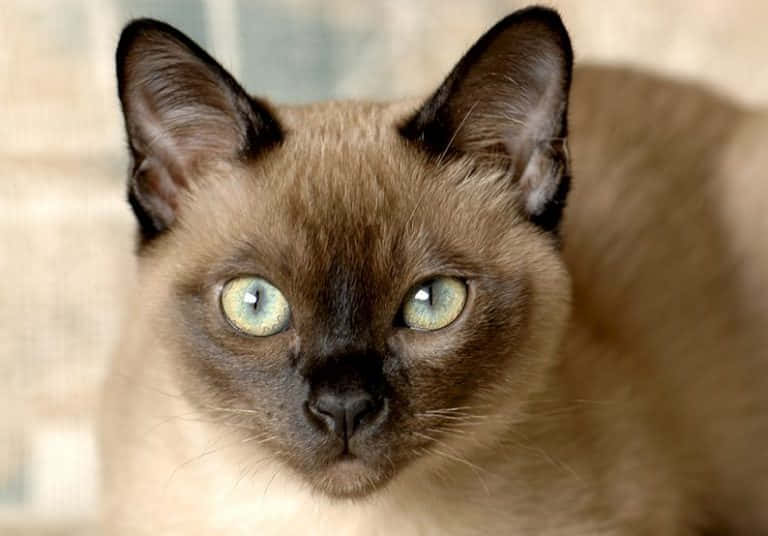 An Adorable Tonkinese Cat In Natural Light Wallpaper