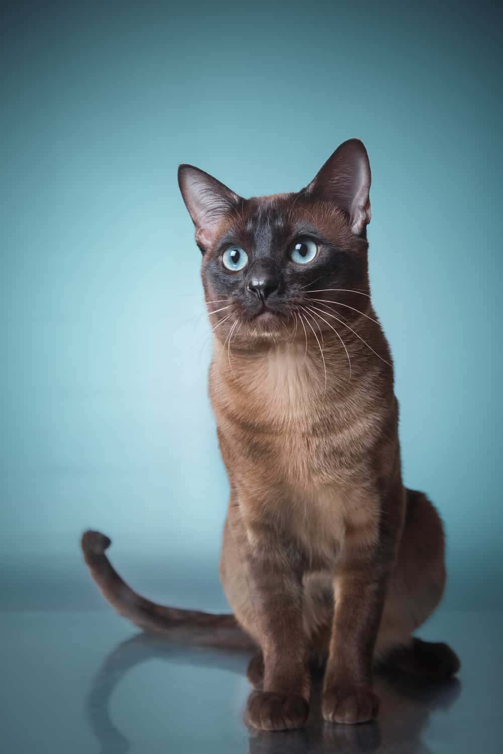 An Adorable Tonkinese Cat Posing For The Camera Wallpaper