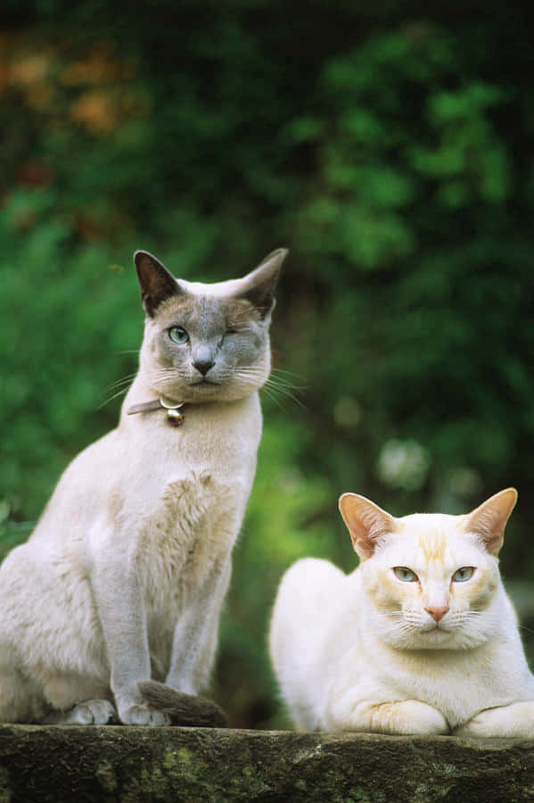 An Adorable Tonkinese Cat Resting On A Couch Wallpaper