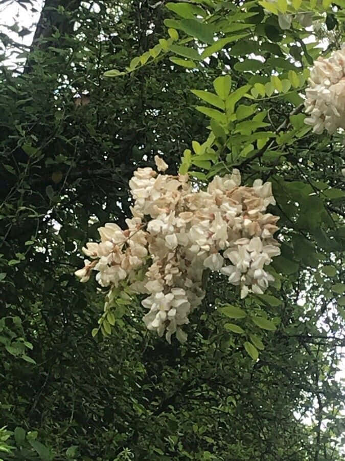 An Aerial View Of A Black Locust Tree In Full Bloom. Wallpaper