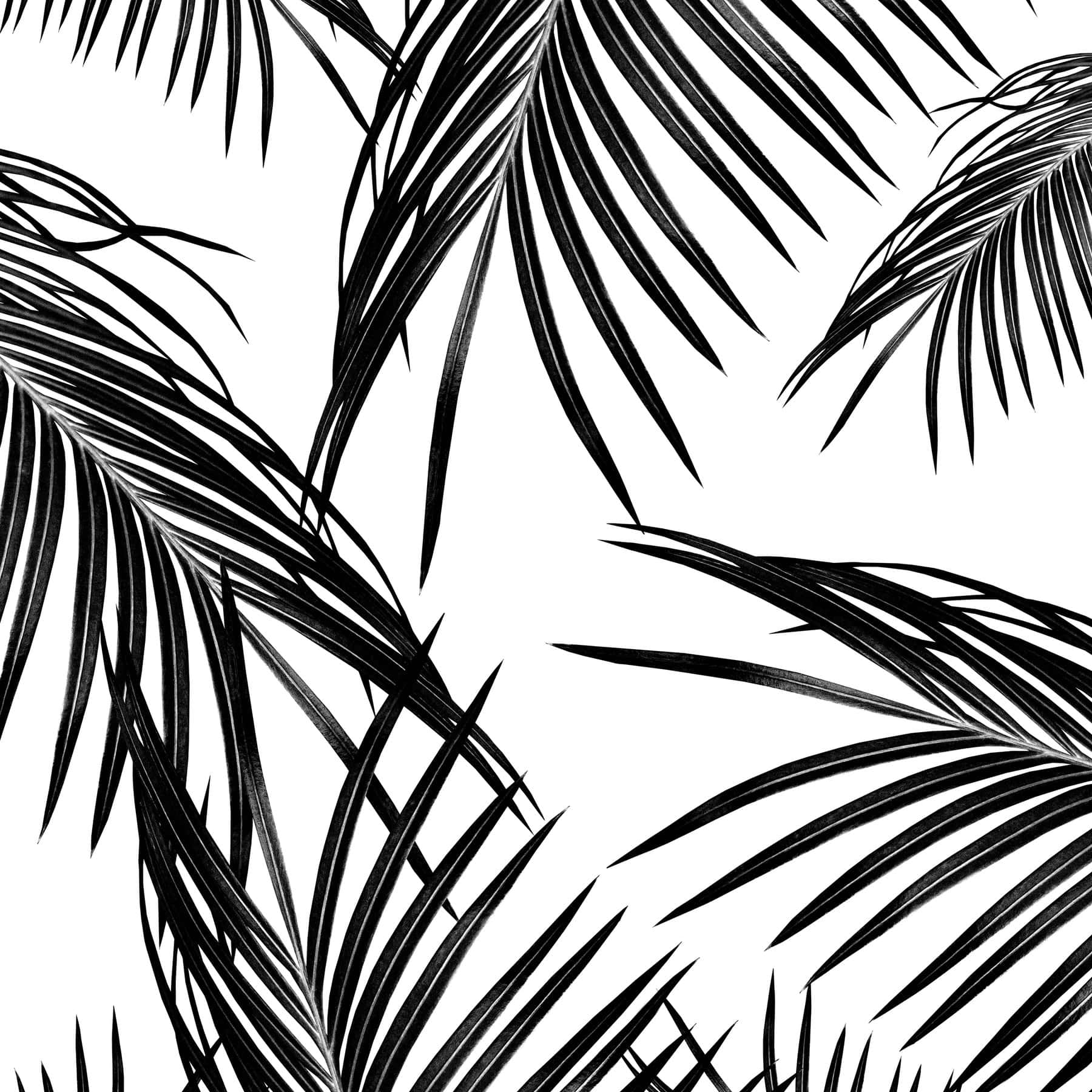 An Alluring Black And White Oasis, Featuring A Palm Tree Wallpaper