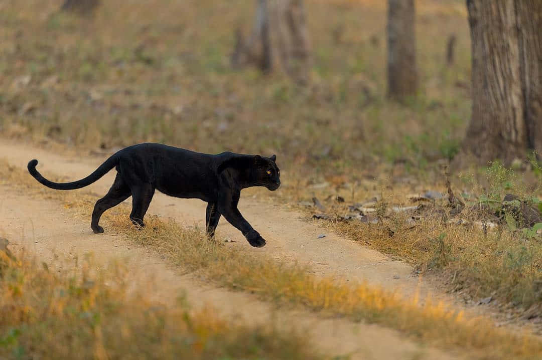 An Alluring Black Leopard Prowling In The Wild Wallpaper