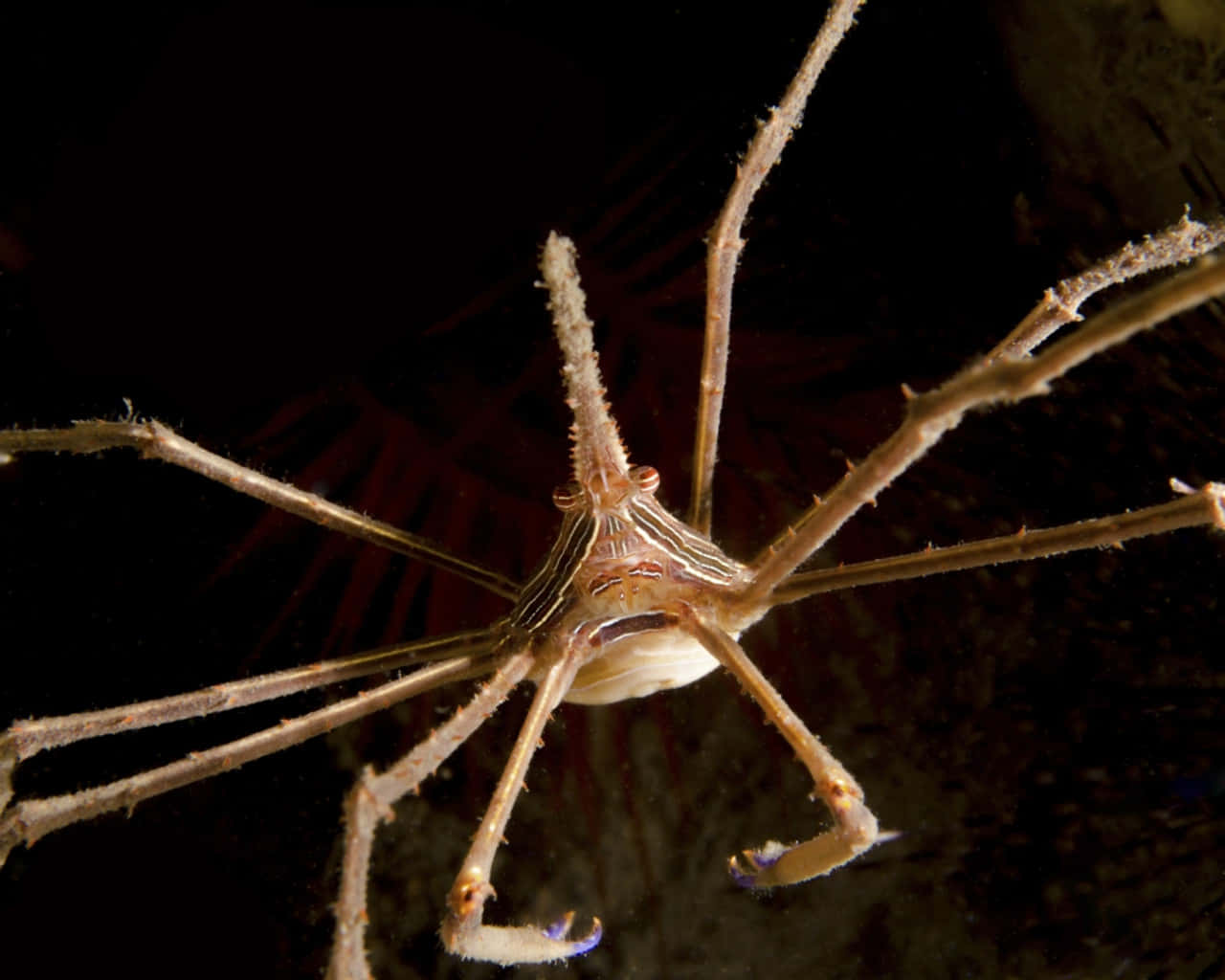 An Arrow Crab In Its Natural Habitat Wallpaper