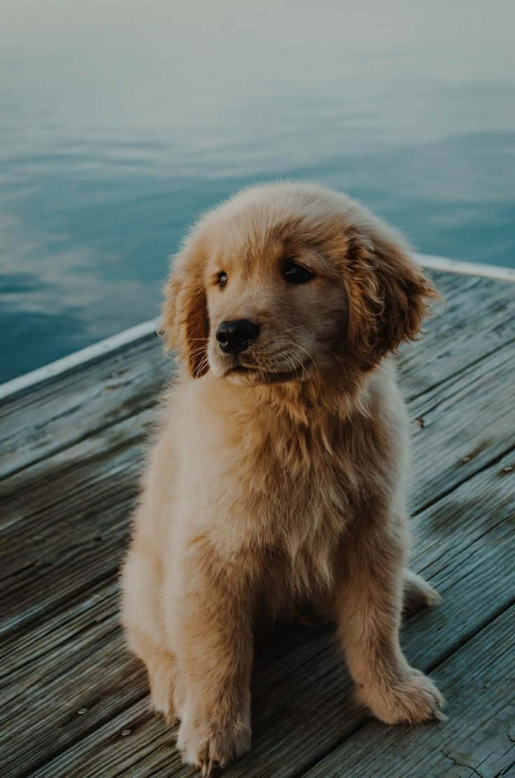 An Artistic Photograph Of A Happy Canine Enjoying The Outdoors Wallpaper