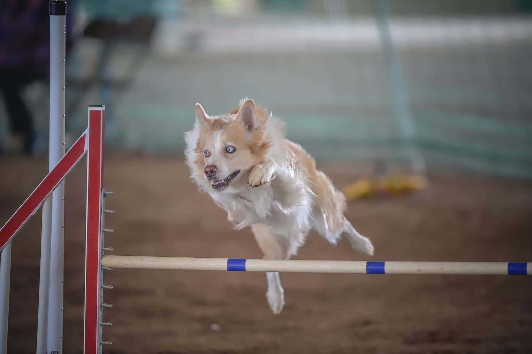 An Athletic Border Collie Enthusiastically Chasing A Frisbee In An Expansive Park. Wallpaper