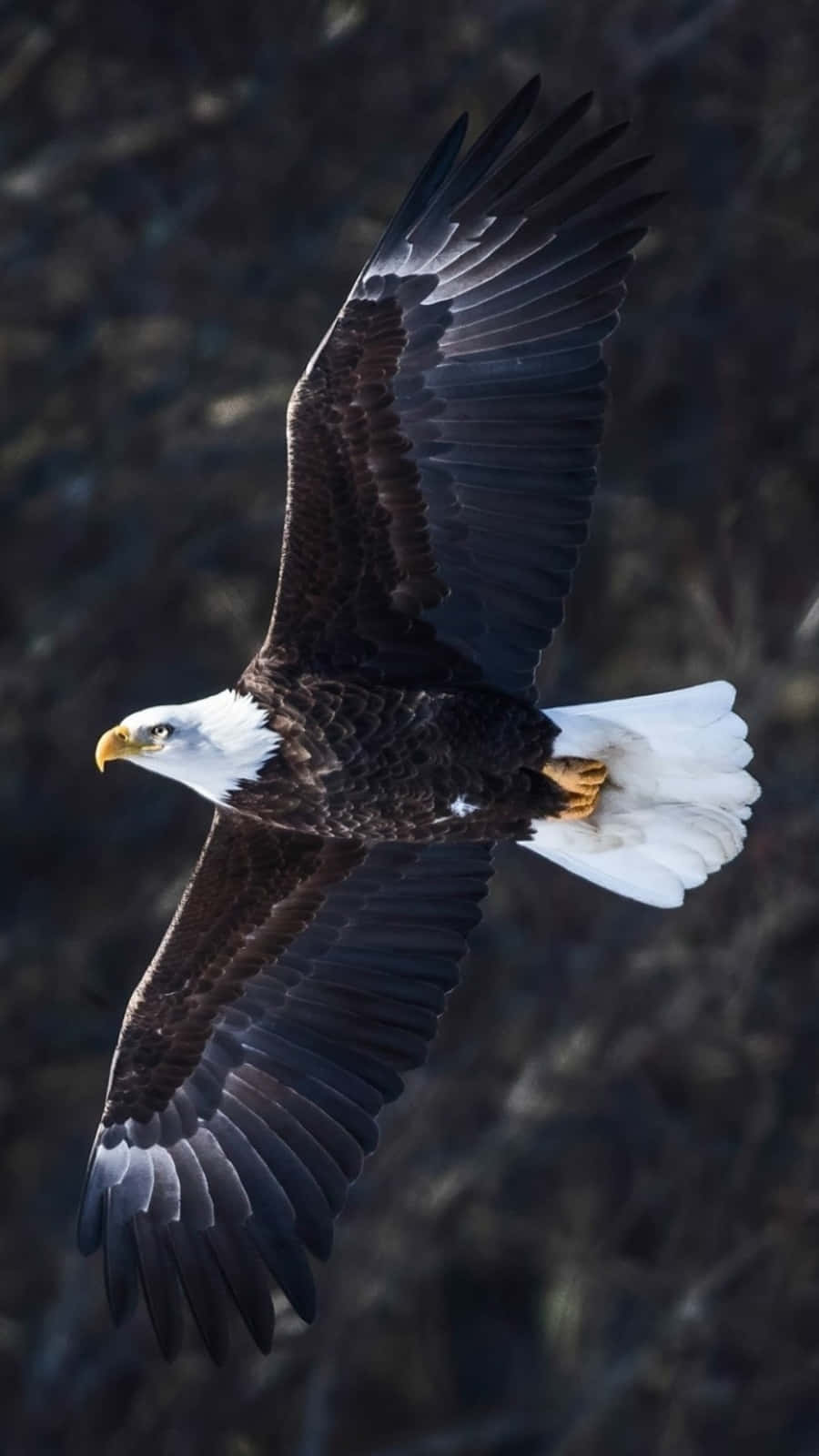 An Eagle Soars Above Its Kingdom Wallpaper