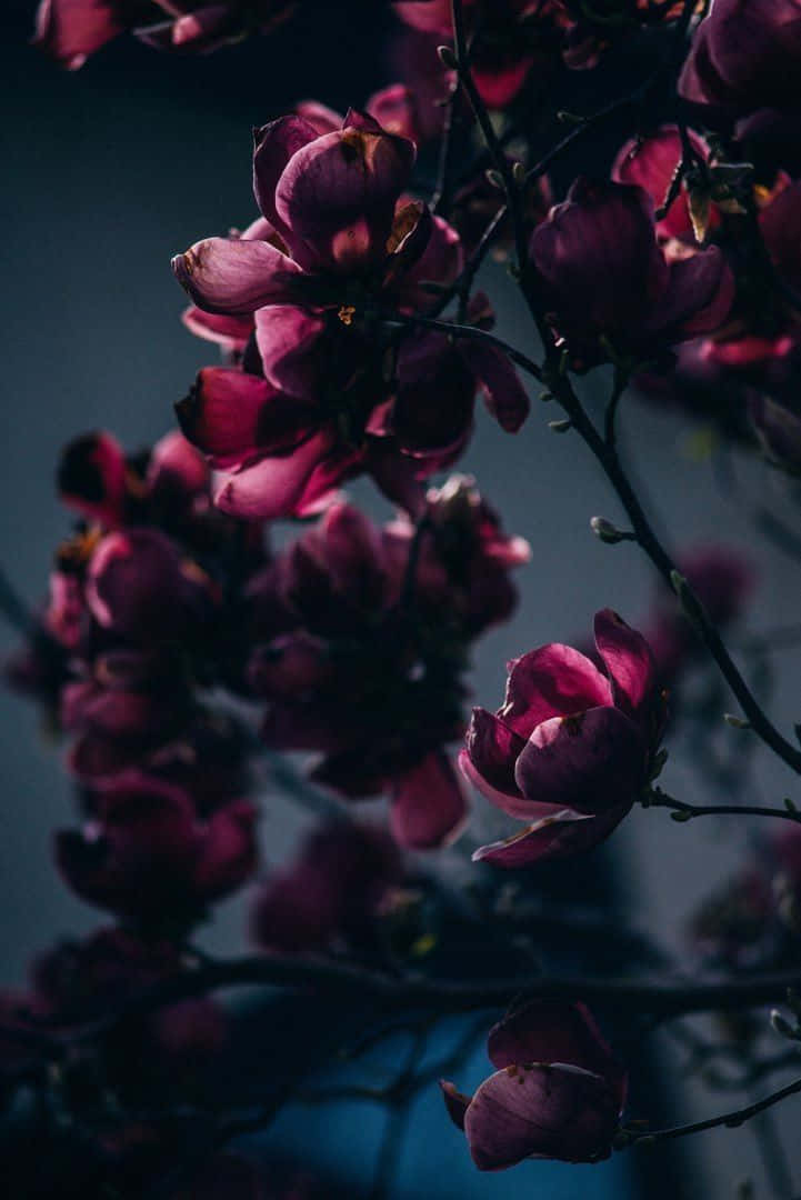 An Elegant Burgundy Flower Gently Swaying In The Wind Wallpaper