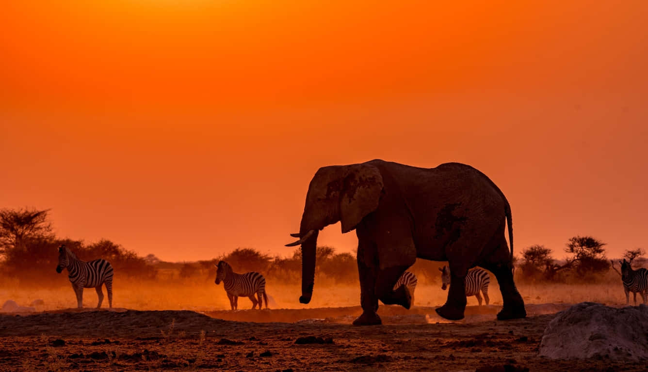 An Elephant Walking In The Desert Wallpaper