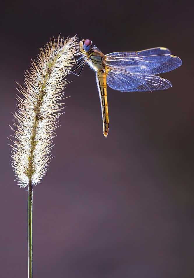 An Elusive Blue Dragonfly Resting On A Blade Of Grass. Wallpaper