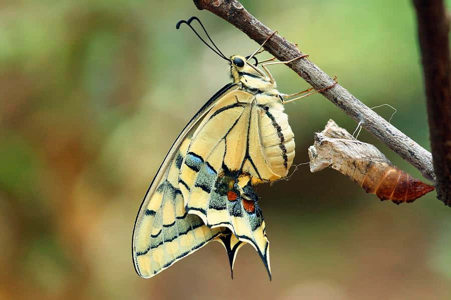 An Emerging Butterfly Leads The Way Wallpaper