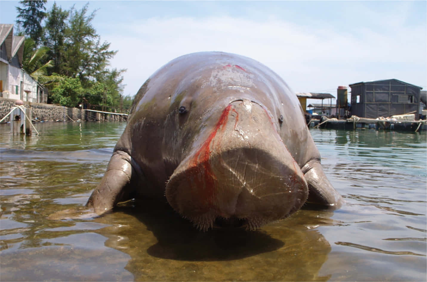 An Endearing Dugong In Its Natural Habitat Wallpaper