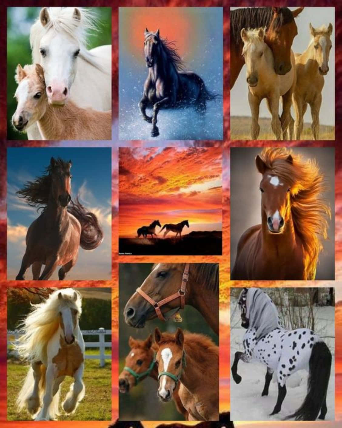 An Exciting Collage Of Inspirational Horses Wallpaper