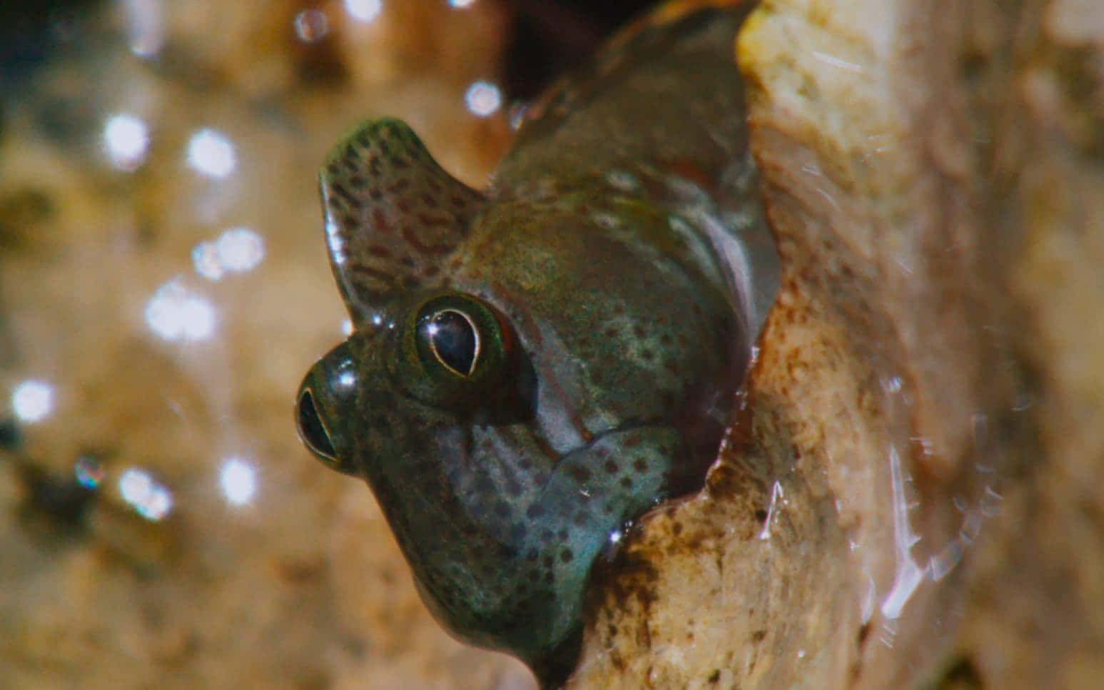 An Exotic Blenny Fish Underwater In Its Natural Habitat Wallpaper