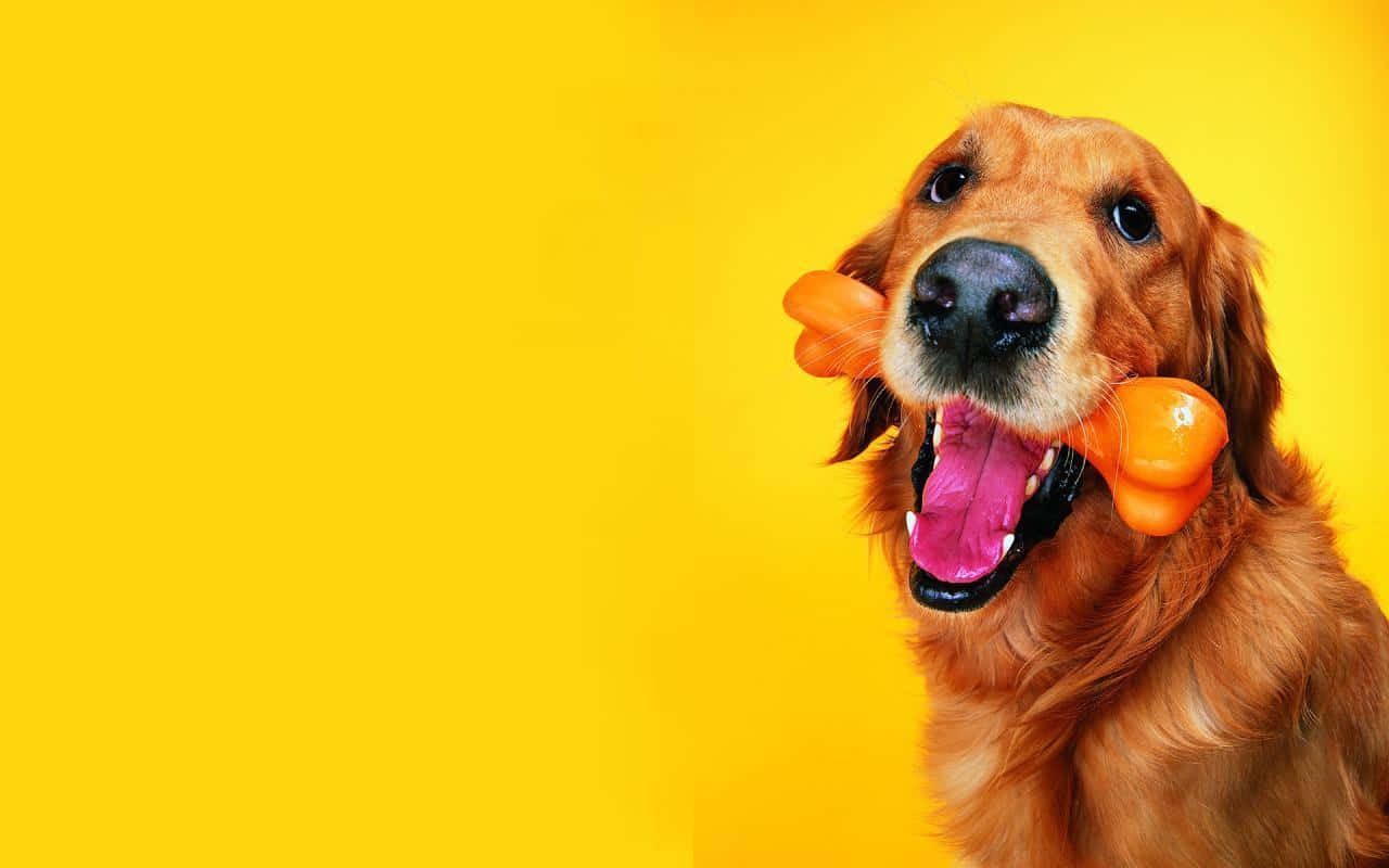 An Experienced Trainer Practicing Obedience Training With A German Shepherd Wallpaper