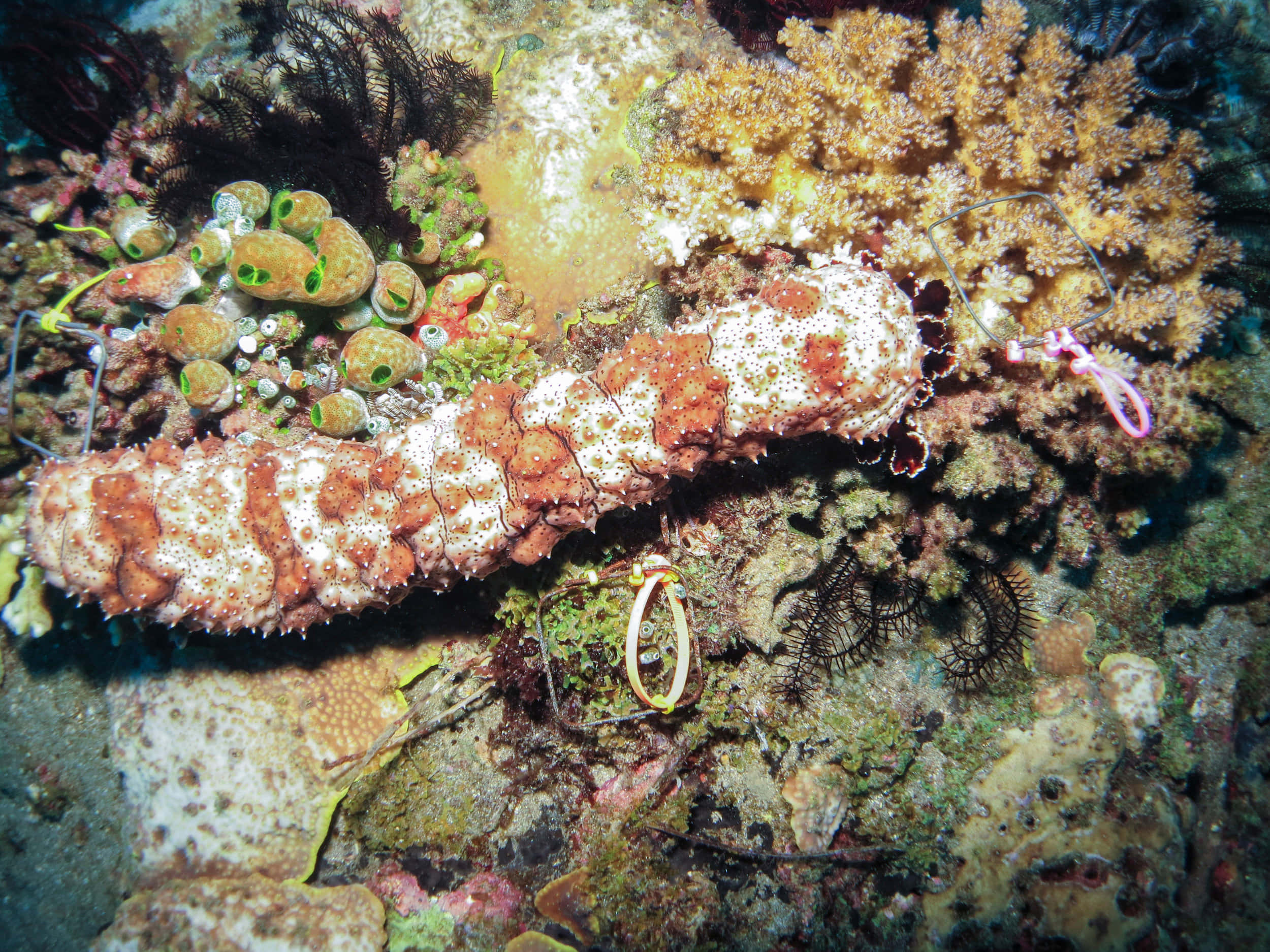 An Exquisite Sea Cucumber In Its Natural Habitat Wallpaper