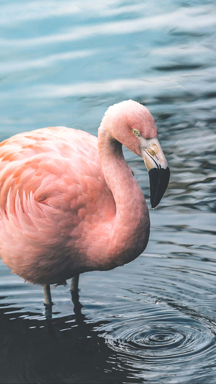 An Idyllic Flamingo Peacefully Standing On The Serene Waters Of A Tropical Beach Wallpaper