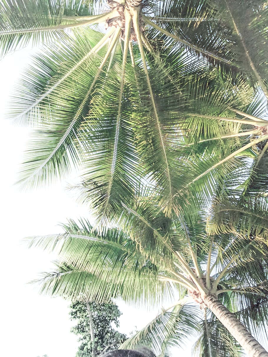 An Idyllic Scene Of A Palm Tree In The Distance Among A Sandy Beach Wallpaper