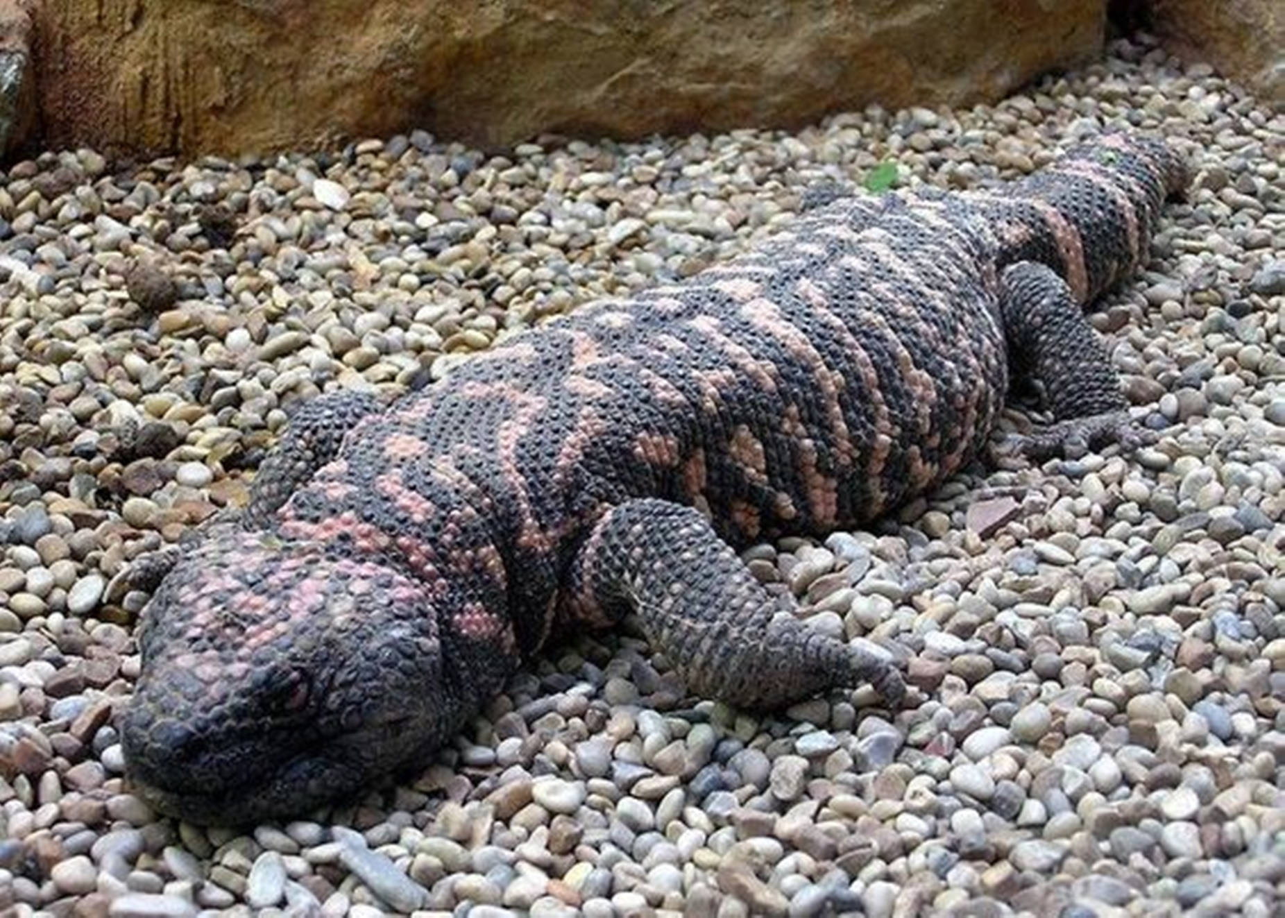 An Impressive Gila Monster Resting On A Gravel Surface. Wallpaper