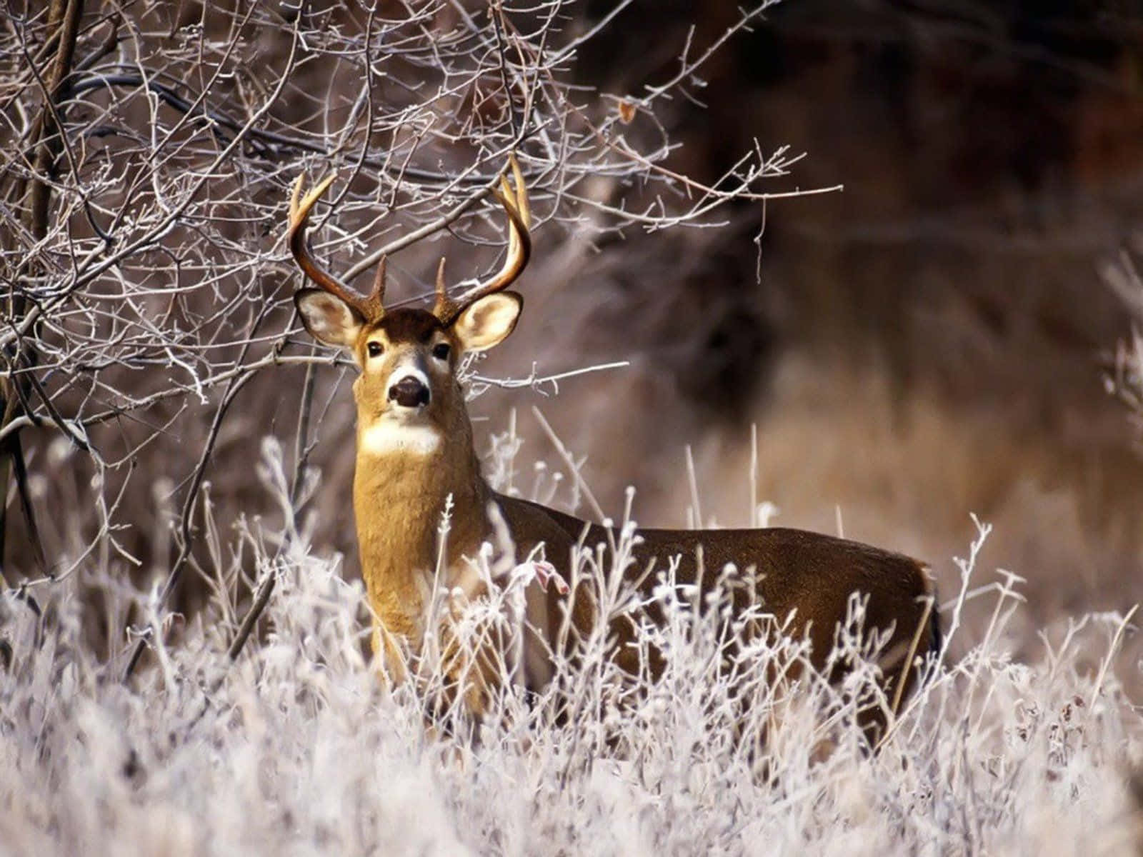 An Impressive Scene Featuring A Majestic Stag In Its Natural Habitat Wallpaper