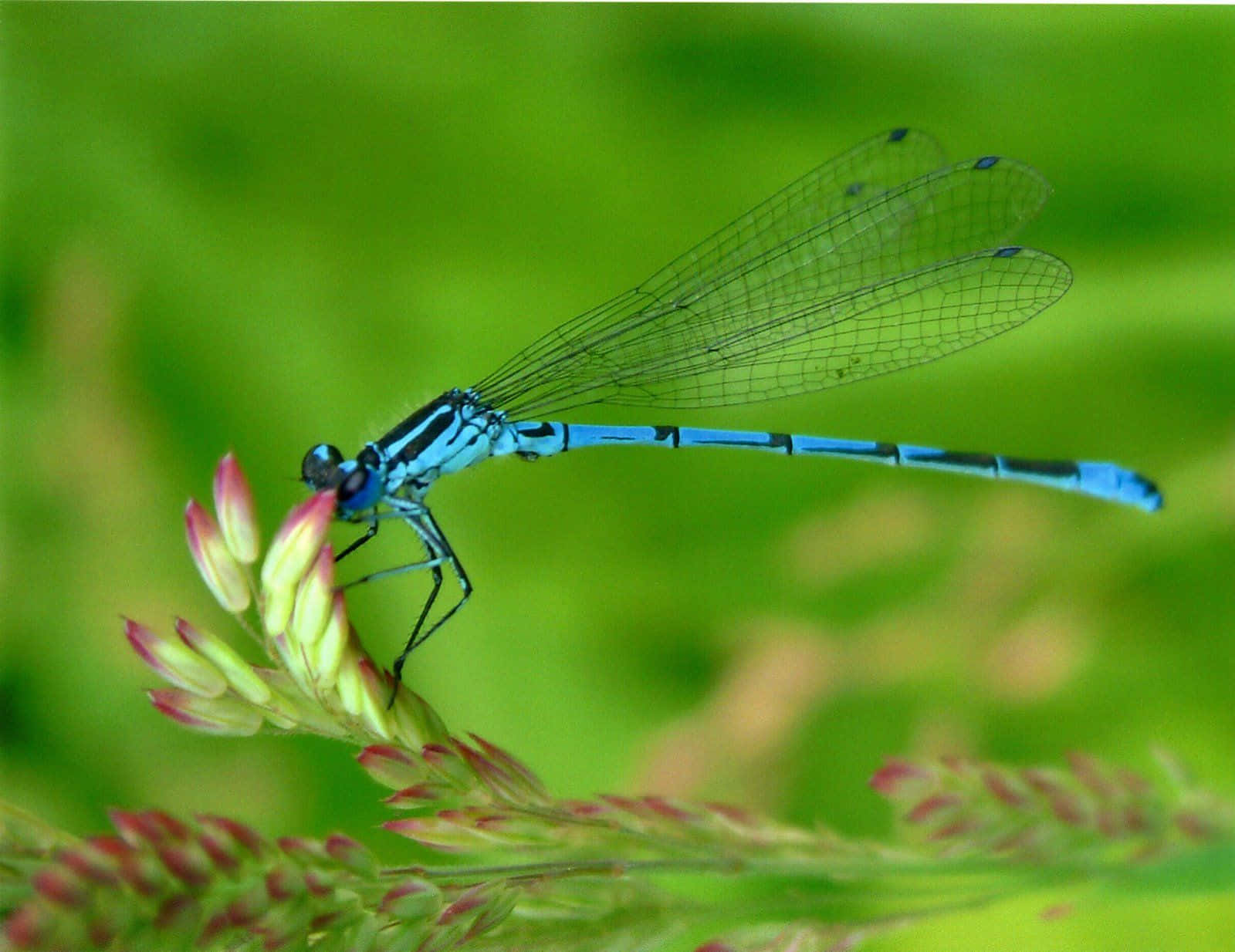 An Intricate Blue Dragonfly Wallpaper