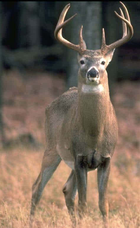 An Majestic Whitetail Deer Grazes In The Midst Of Nature Wallpaper