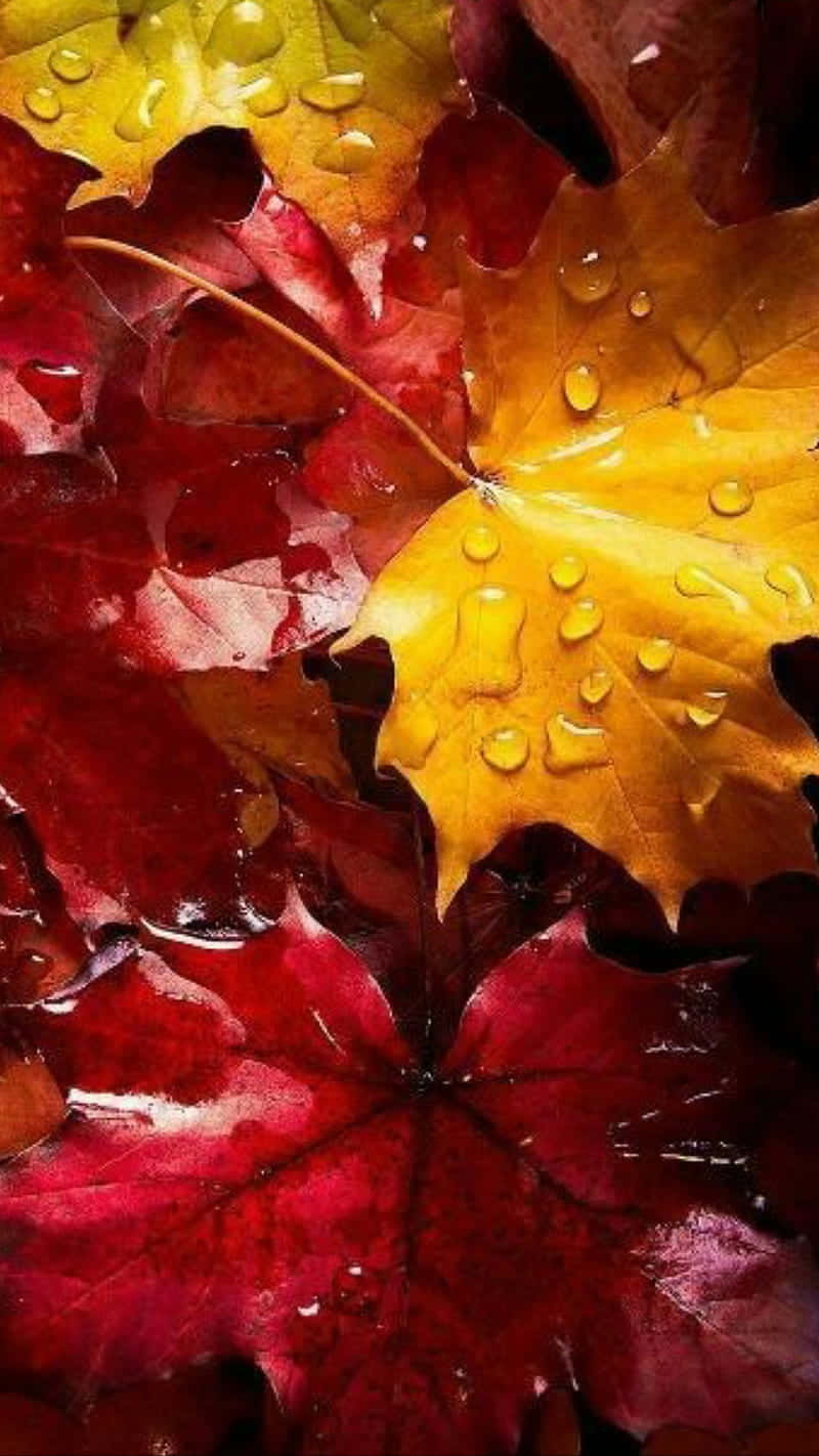 An Orange And Yellow Autumn Leaf Against A Clear Blue Sky Wallpaper