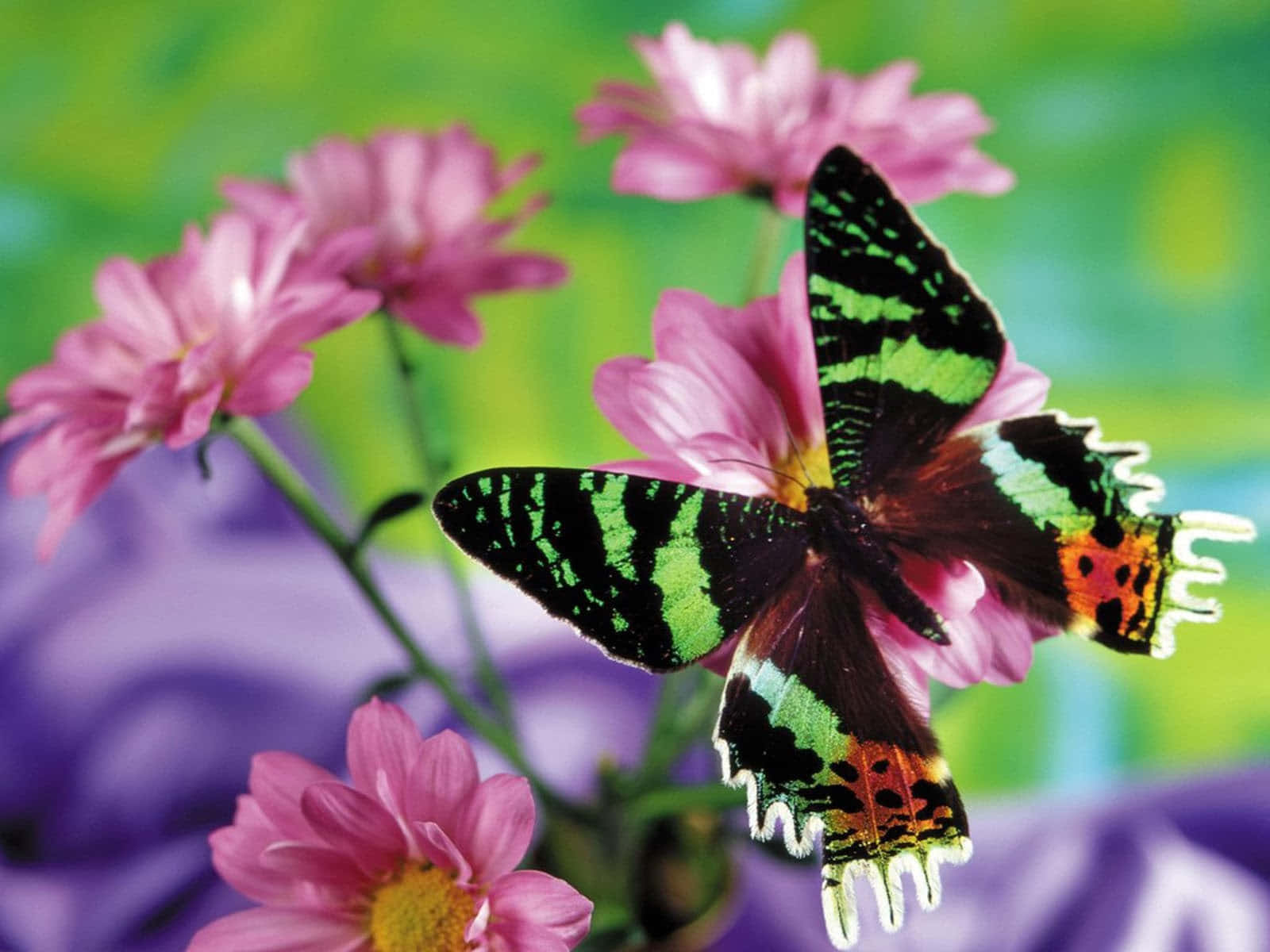 An Orange-winged Butterfly Perched Atop A Leaf Wallpaper