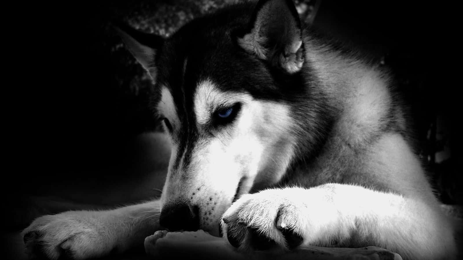 An Outrageously Cool Dog Sports A Fun Bandana Wallpaper