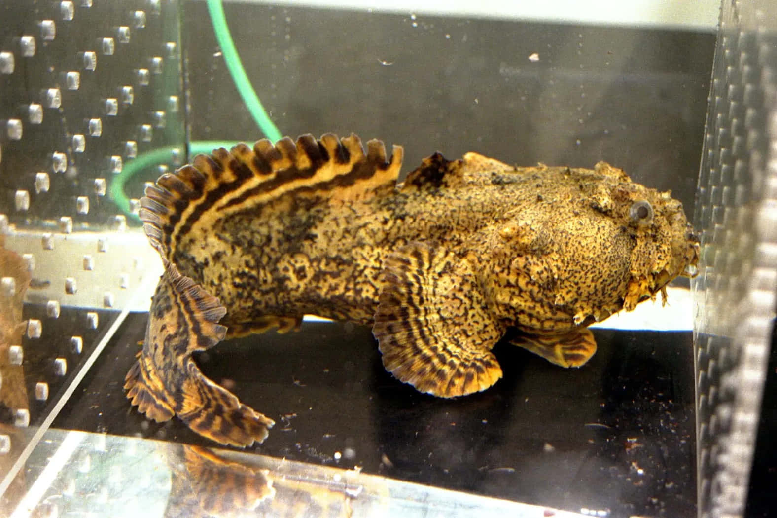 An Underwater Perspective Of A Toadfish In Its Natural Habitat. Wallpaper