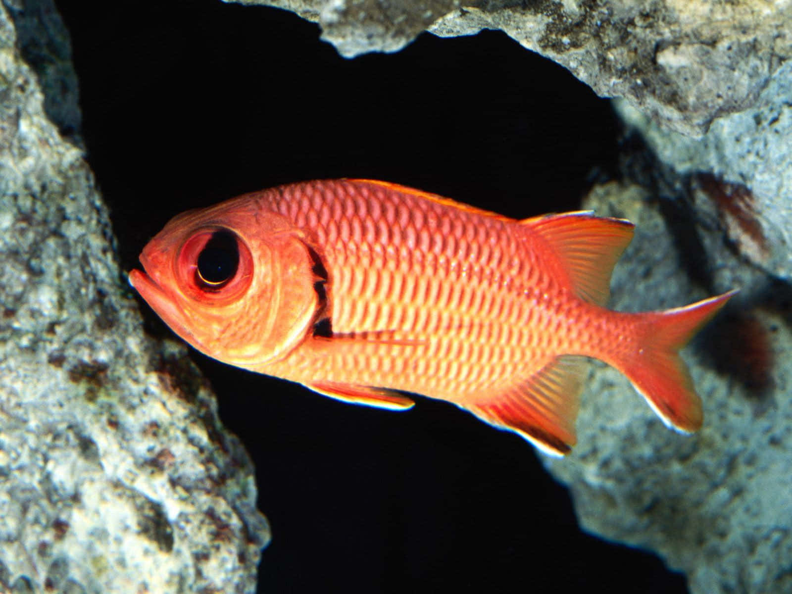 An Underwater Snapshot Of A Stunning Squirrelfish Wallpaper