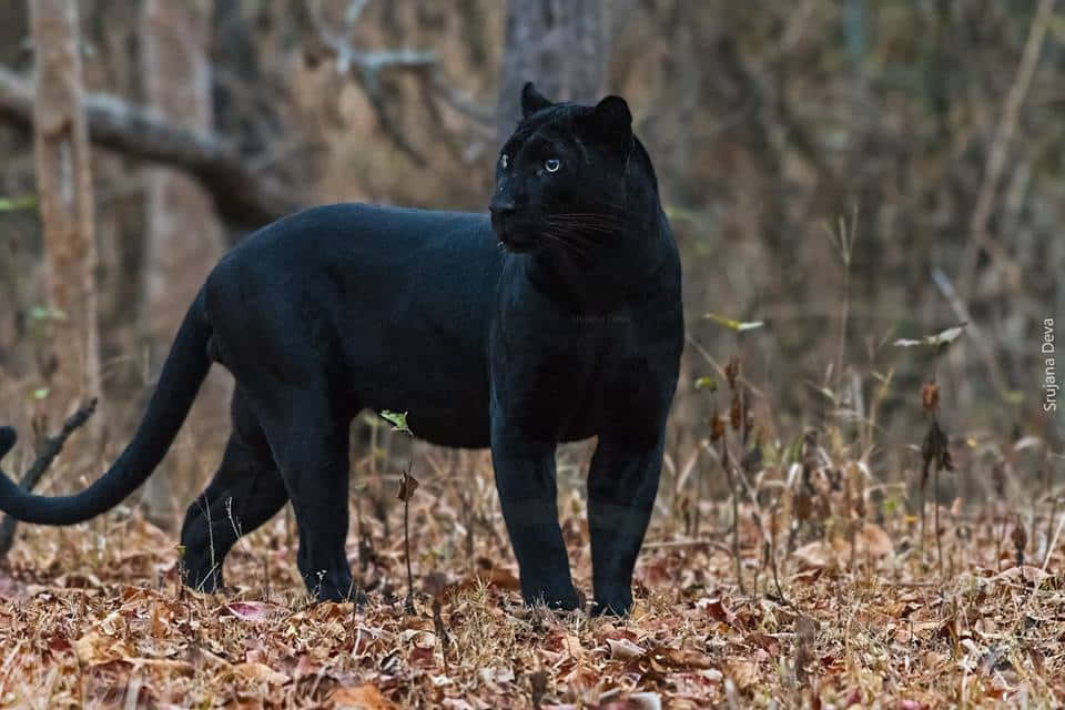 An Up Close Glimpse Of A Majestic Black Leopard Wallpaper