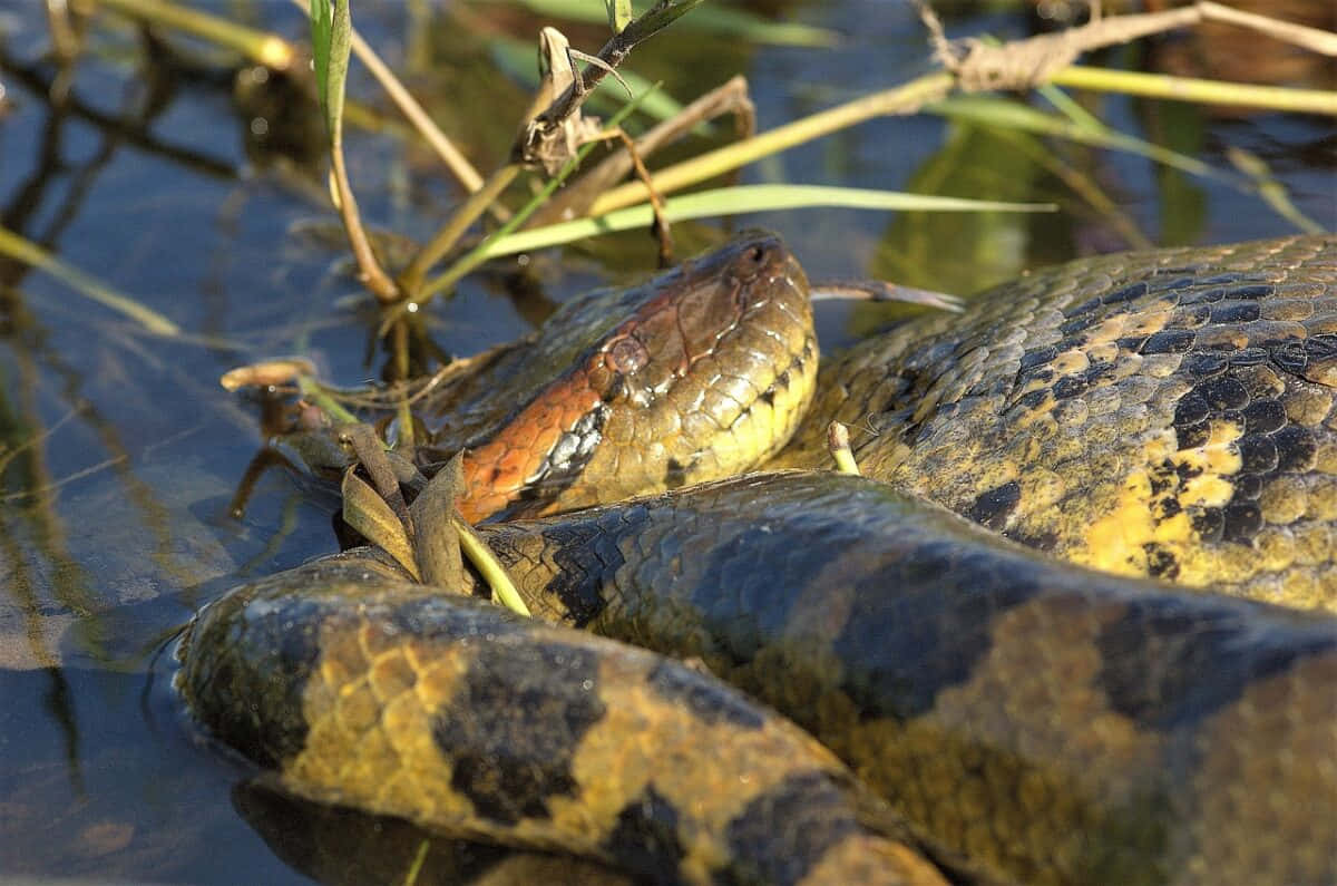 Anaconda Restingin Water Wallpaper