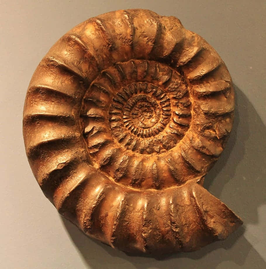 Ancient Ammonite Fossil Wallpaper