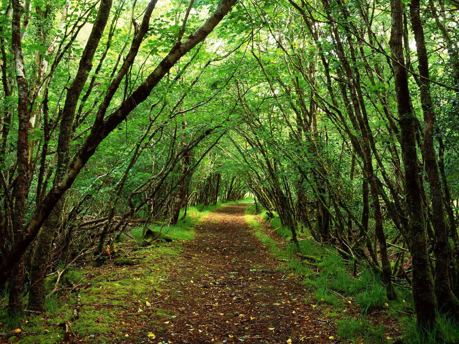 Ancient Oak Trees In The Forest Shrouded In A Beautiful Green Hue Wallpaper