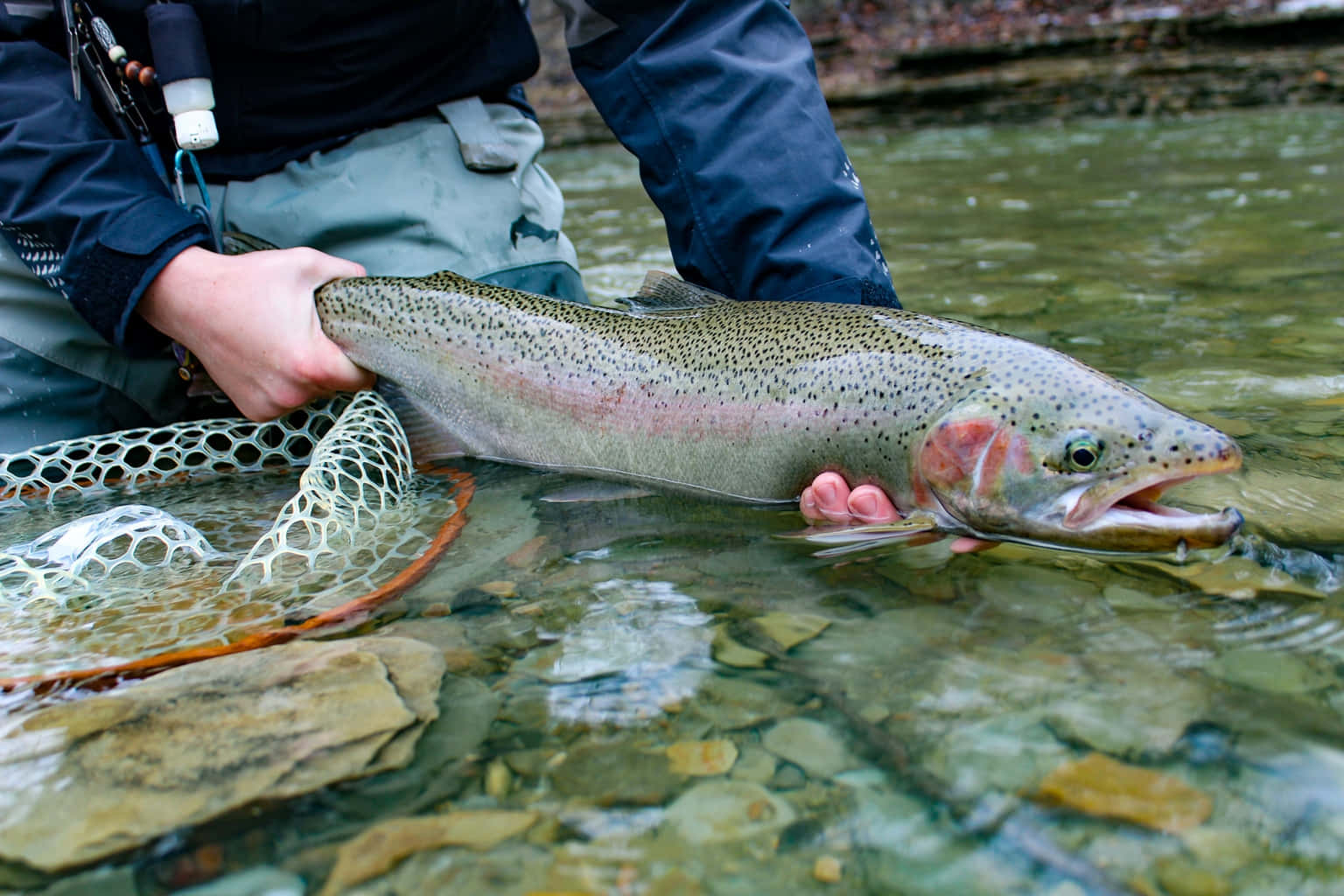 Angler Caught Steelhead Trout Wallpaper