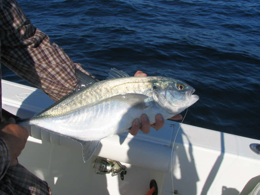 Angler Holding Blue Runner Fish Wallpaper