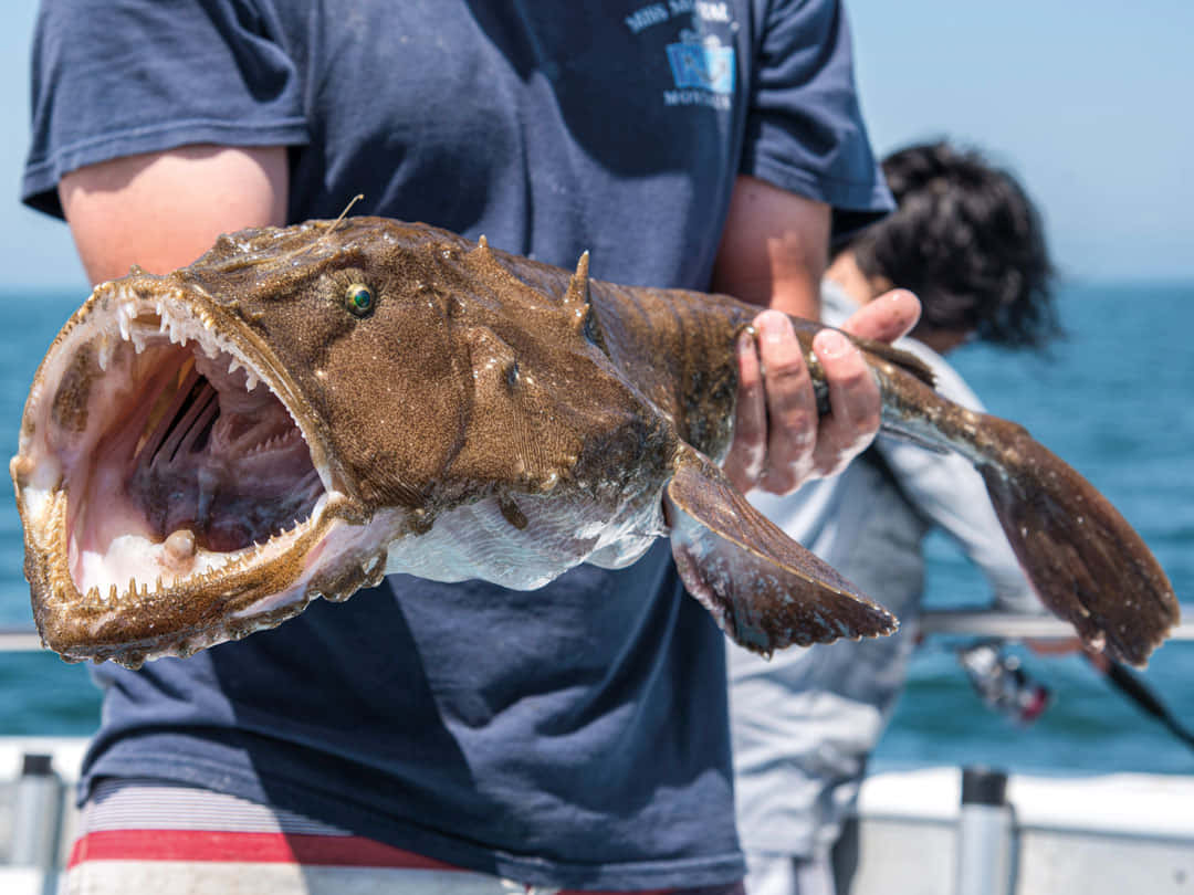 Angler Holding Large Goosefish Wallpaper