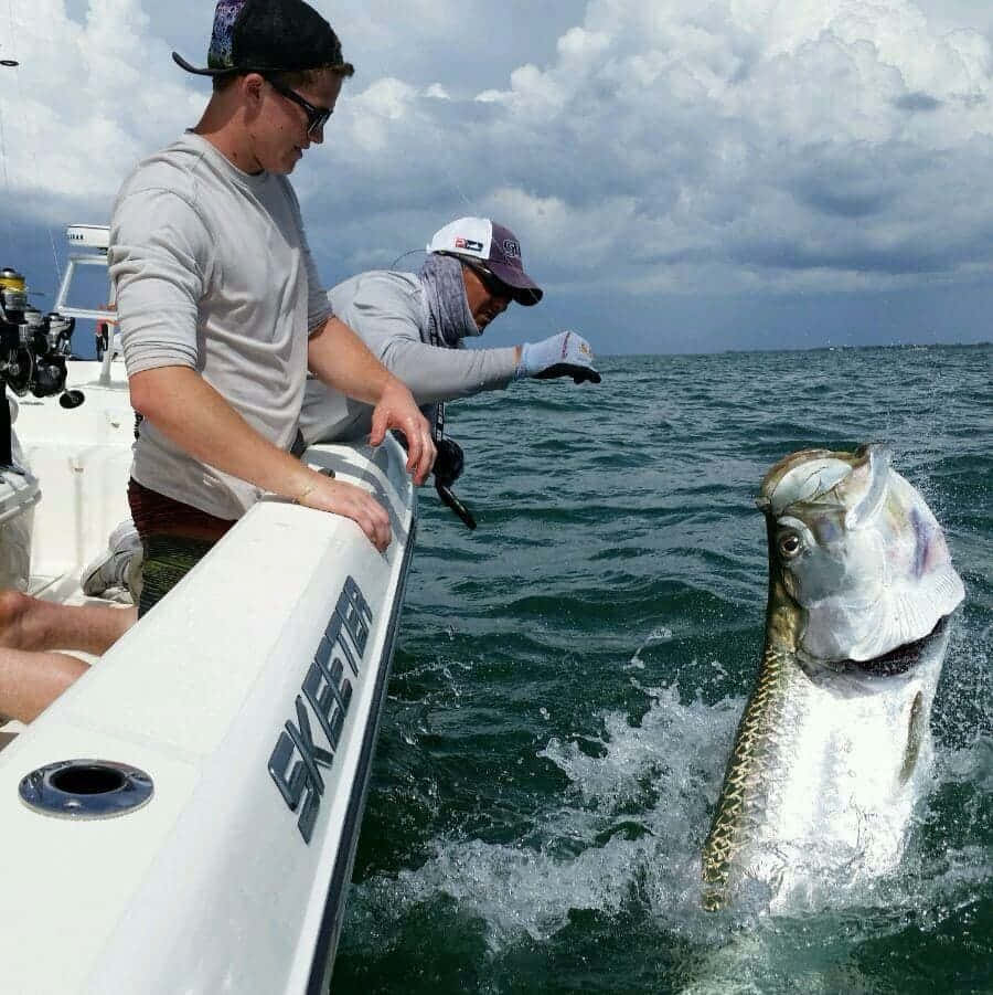 Anglers Catching Tarpon Wallpaper