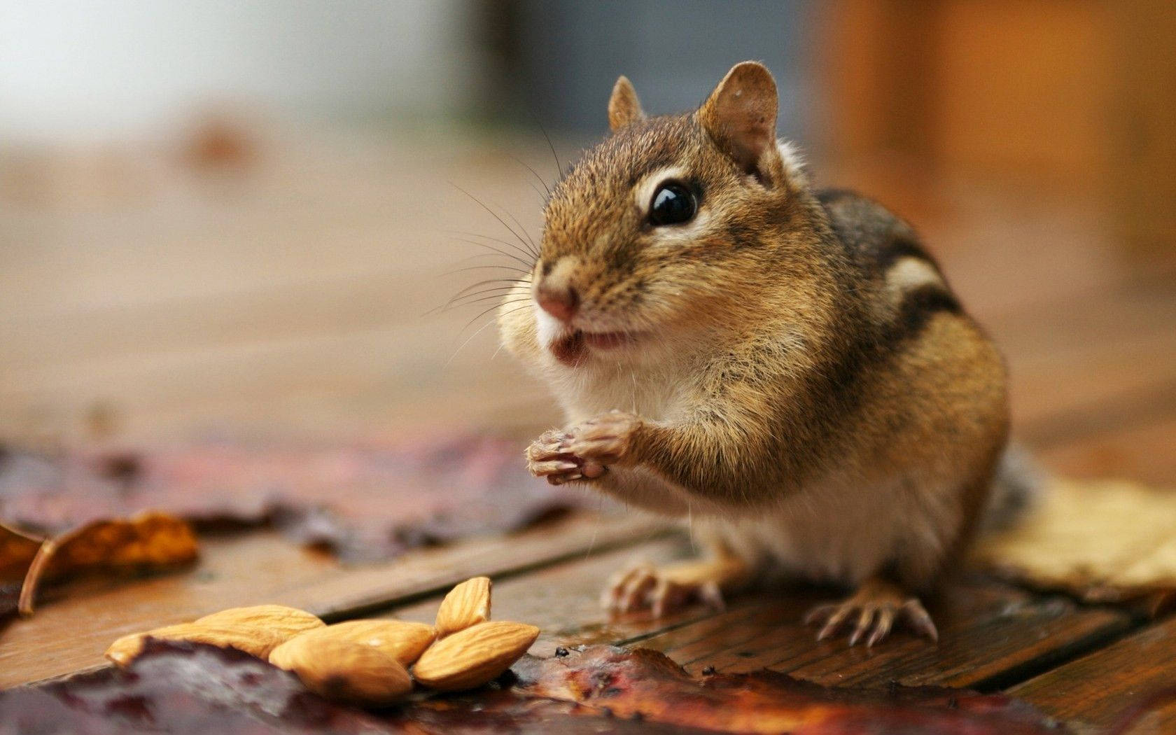 Animal Planet Adorable Chipmunk Wallpaper