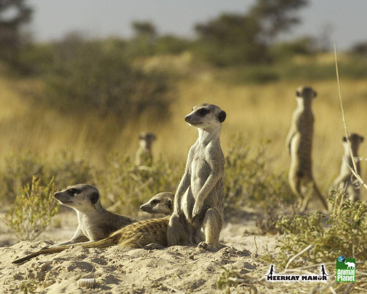 Animal Planet Meerkat Mob Wallpaper