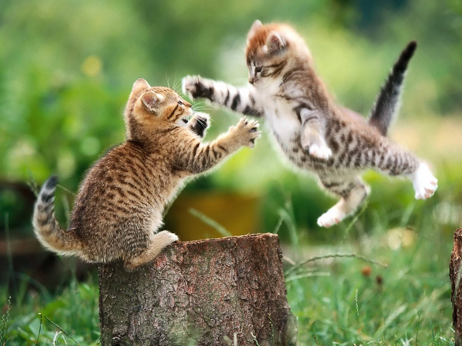 Animal Planet Playful Kittens Wallpaper