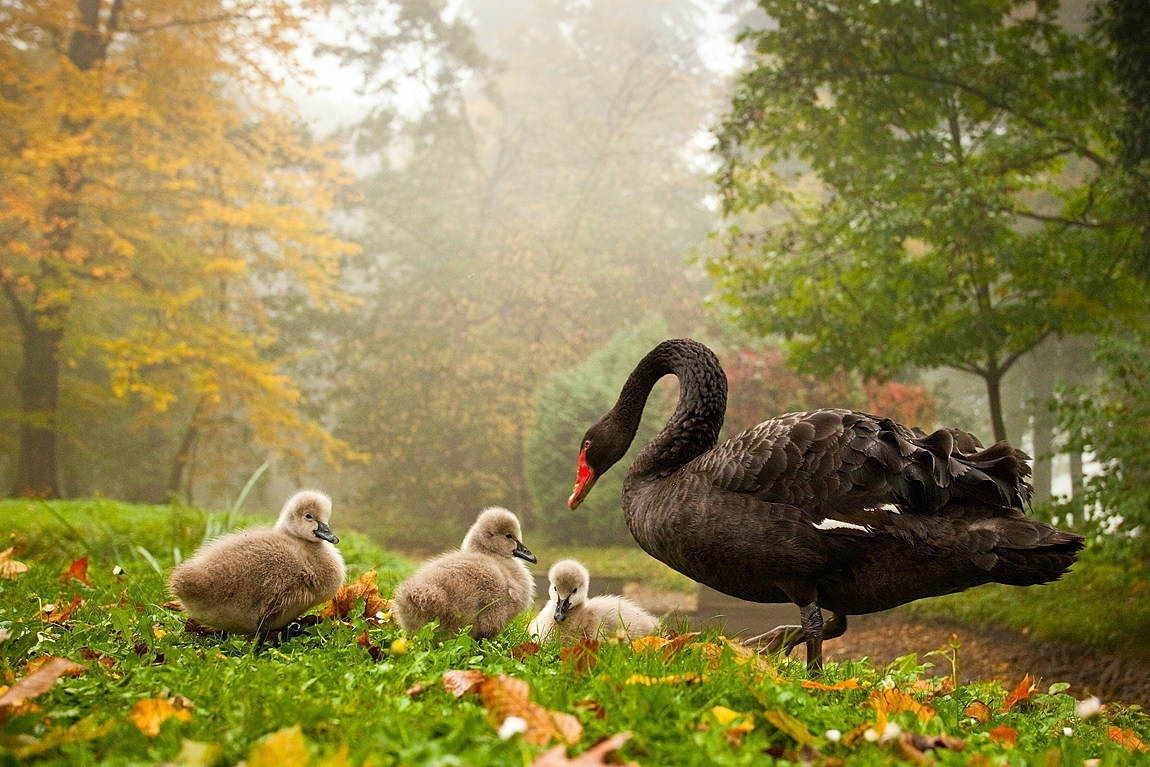 Animal Planet Rare Black Swan Wallpaper