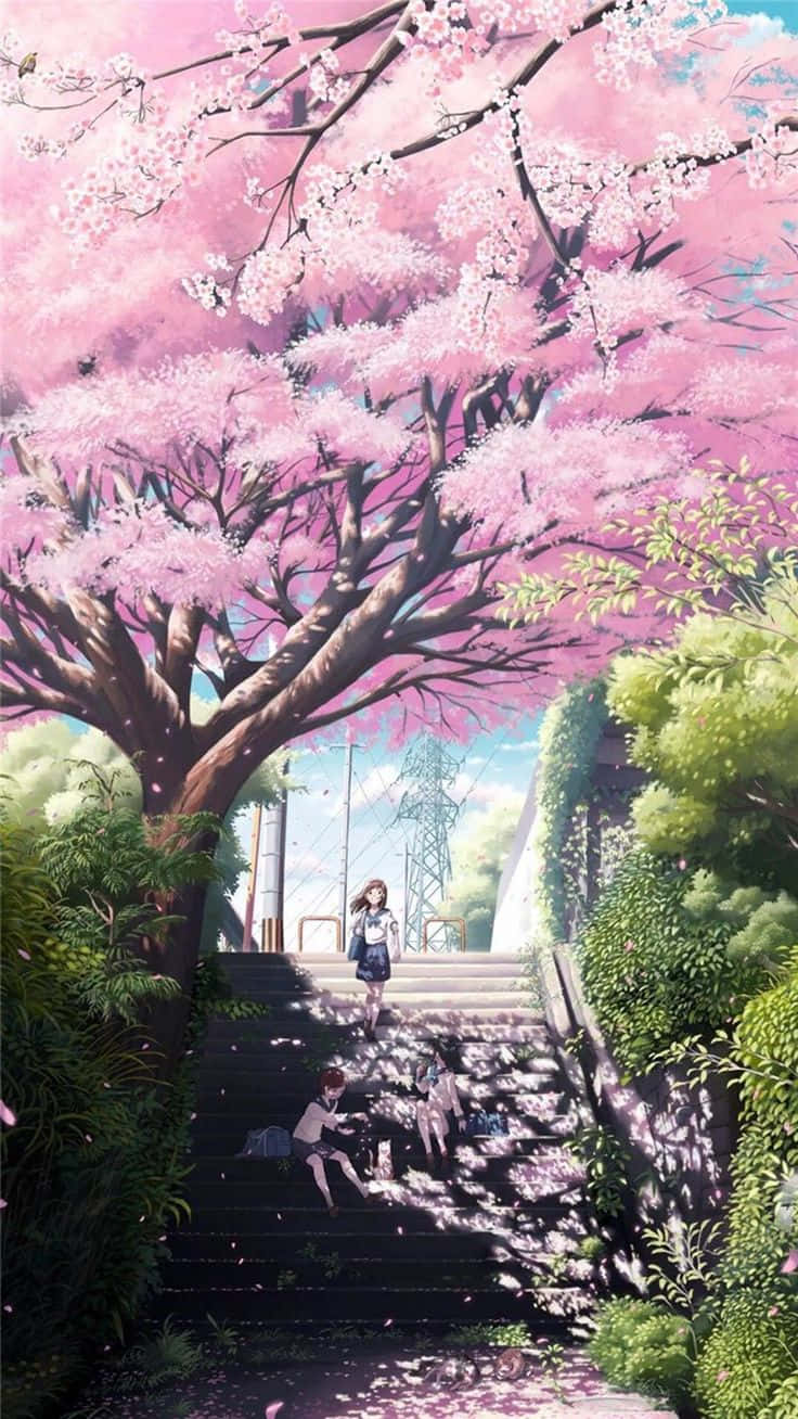 Anime Cherry Blossom Pathway Wallpaper