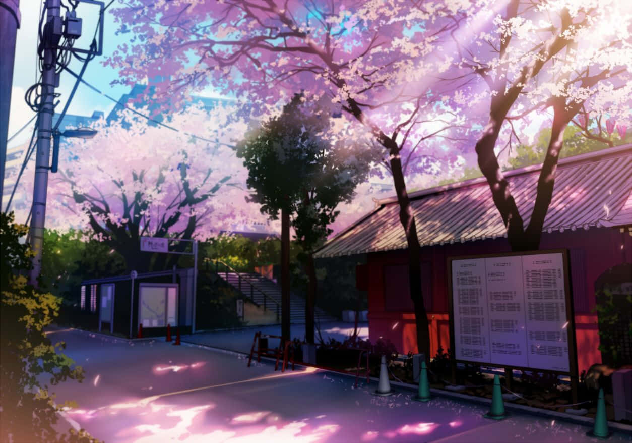 Anime Cherry Blossom Street Scene Wallpaper