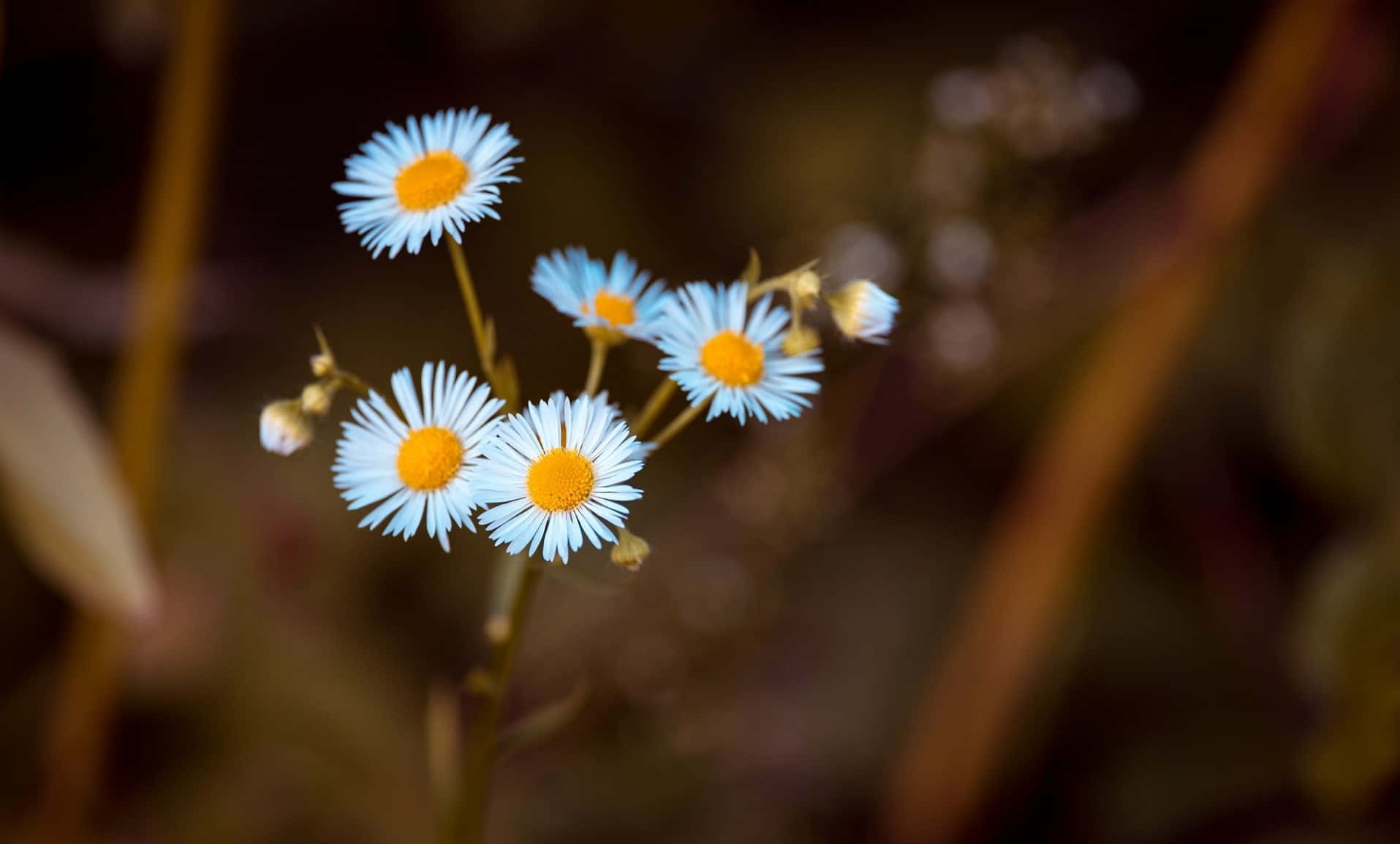 Annual Fleabane Daisy Wallpaper