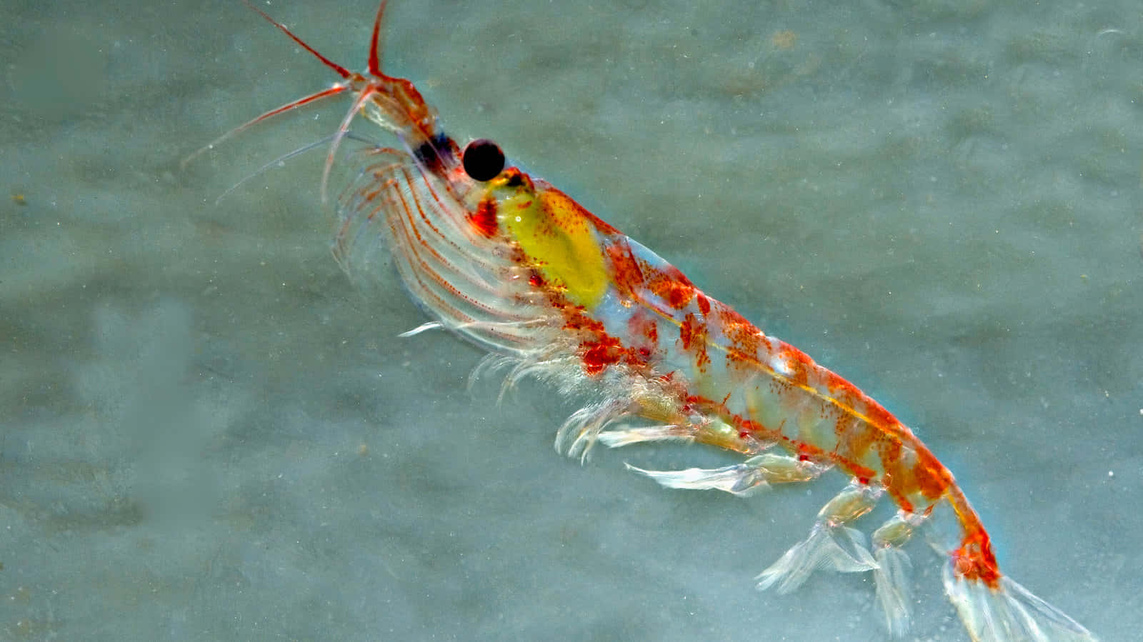 Antarctic Krill Closeup Wallpaper