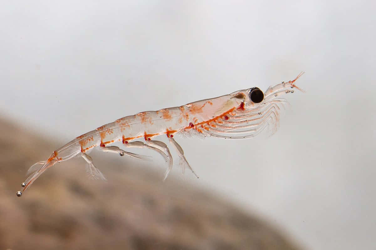 Antarctic Krill Closeup Wallpaper